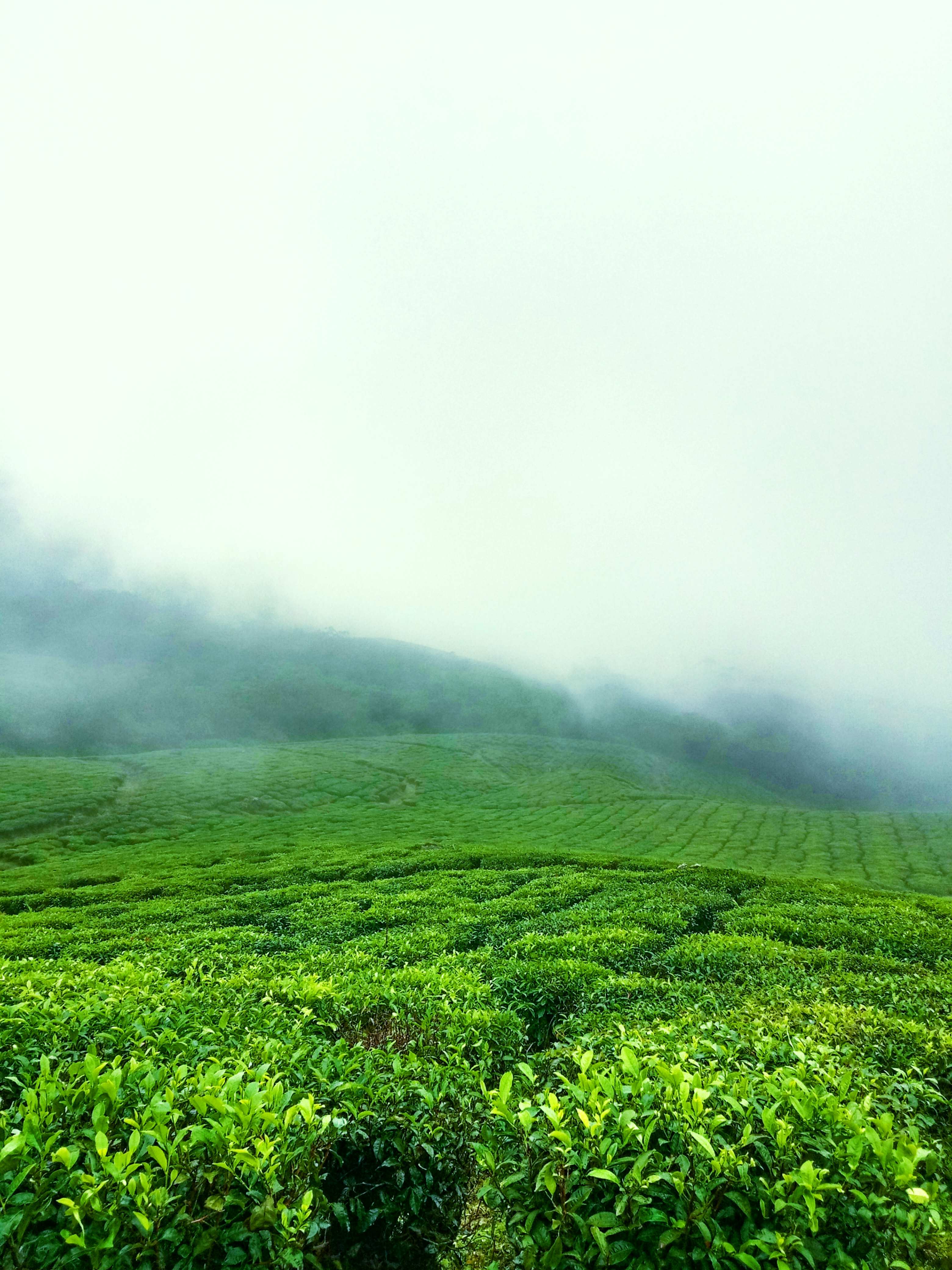 Misty Morning